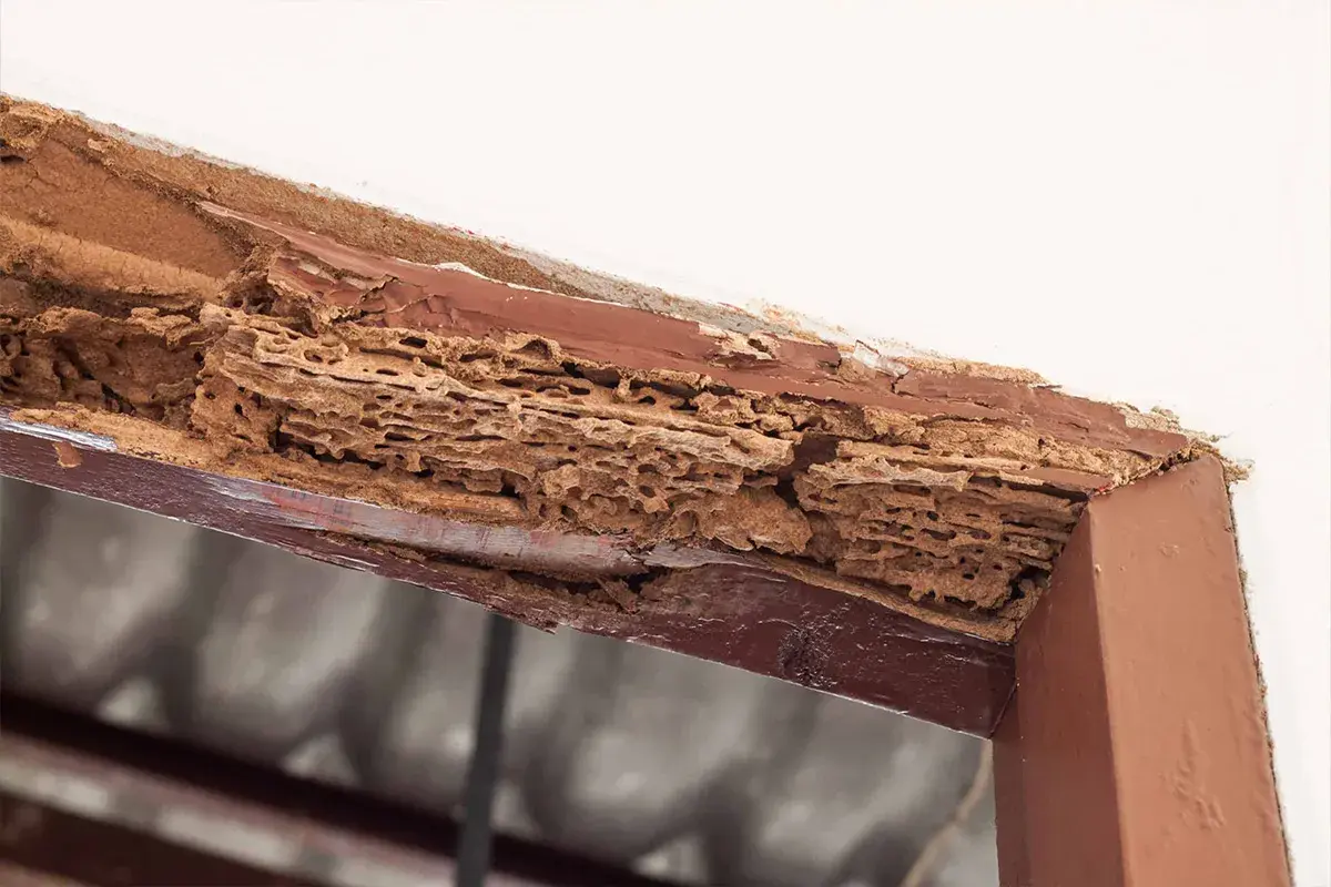 What Is WDI Inspection And Why Do We Need It?
